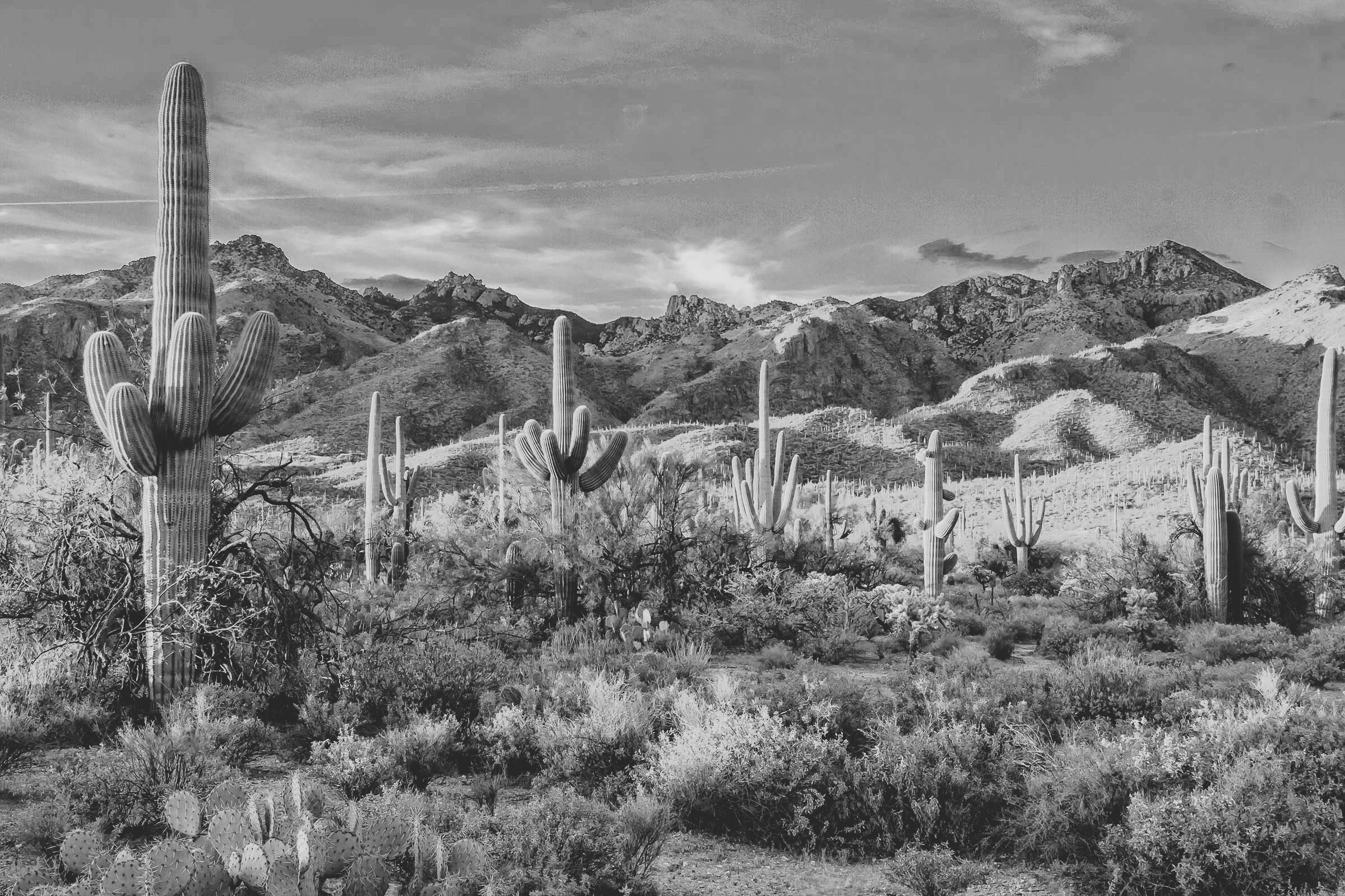 Desert with saguaro cactus