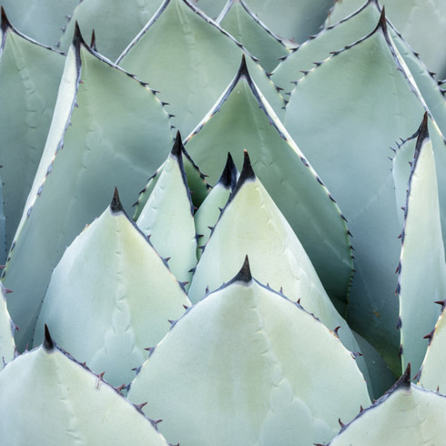 Closer up of agave plant.