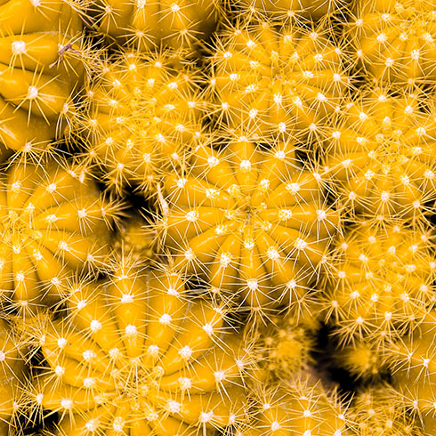 yellow cacti