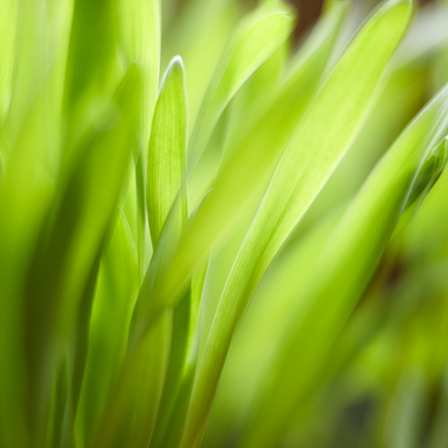 macro image of grass