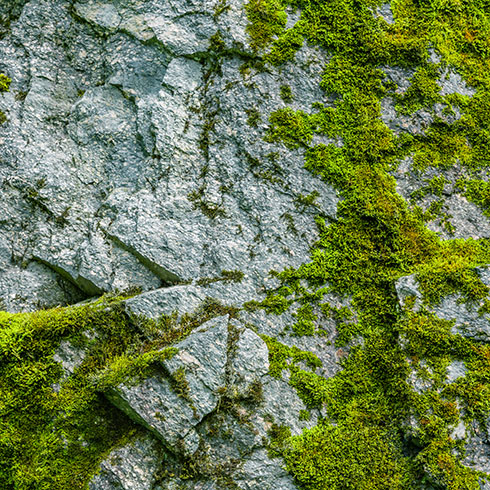 mossy rock