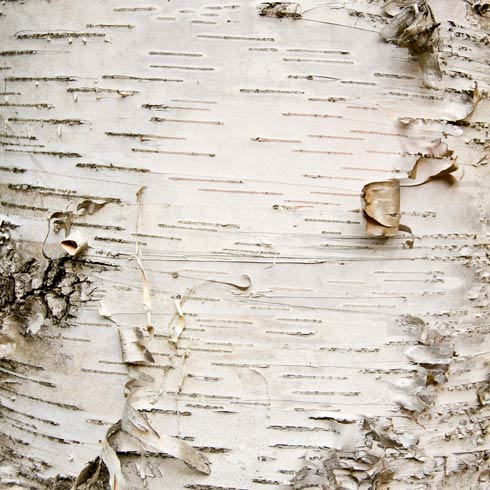 Bark peeling off a tree.