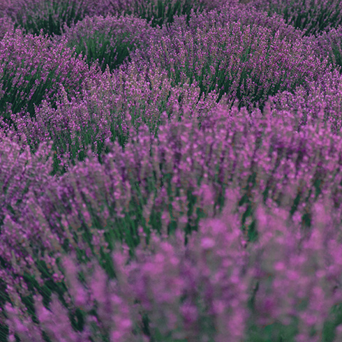 field of purple flowers