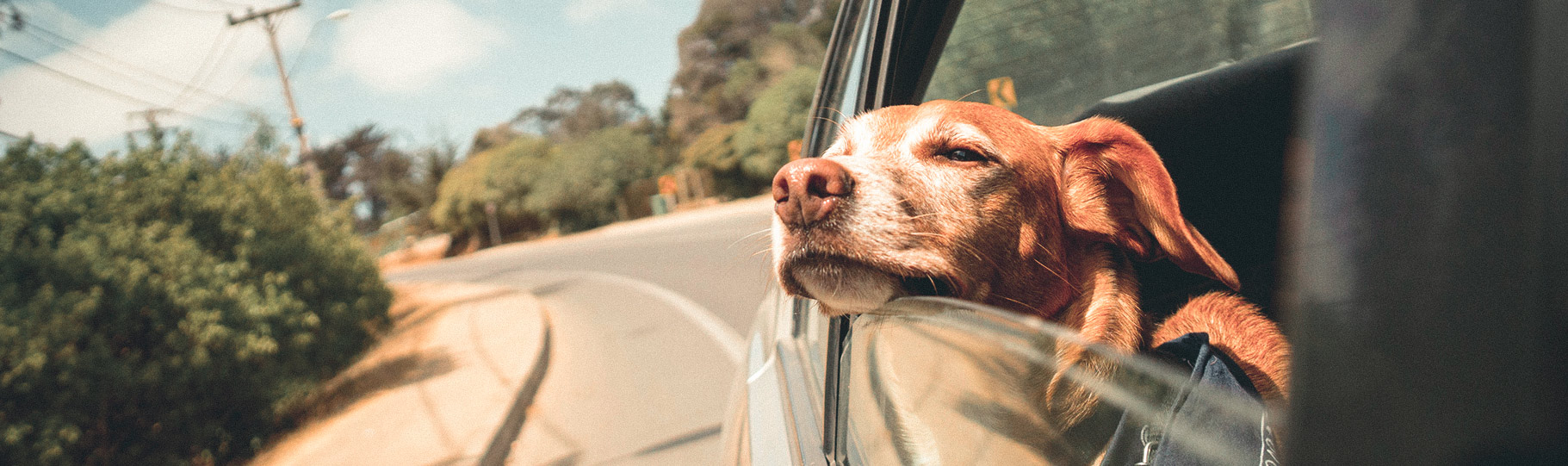 dog resting his head on a car window