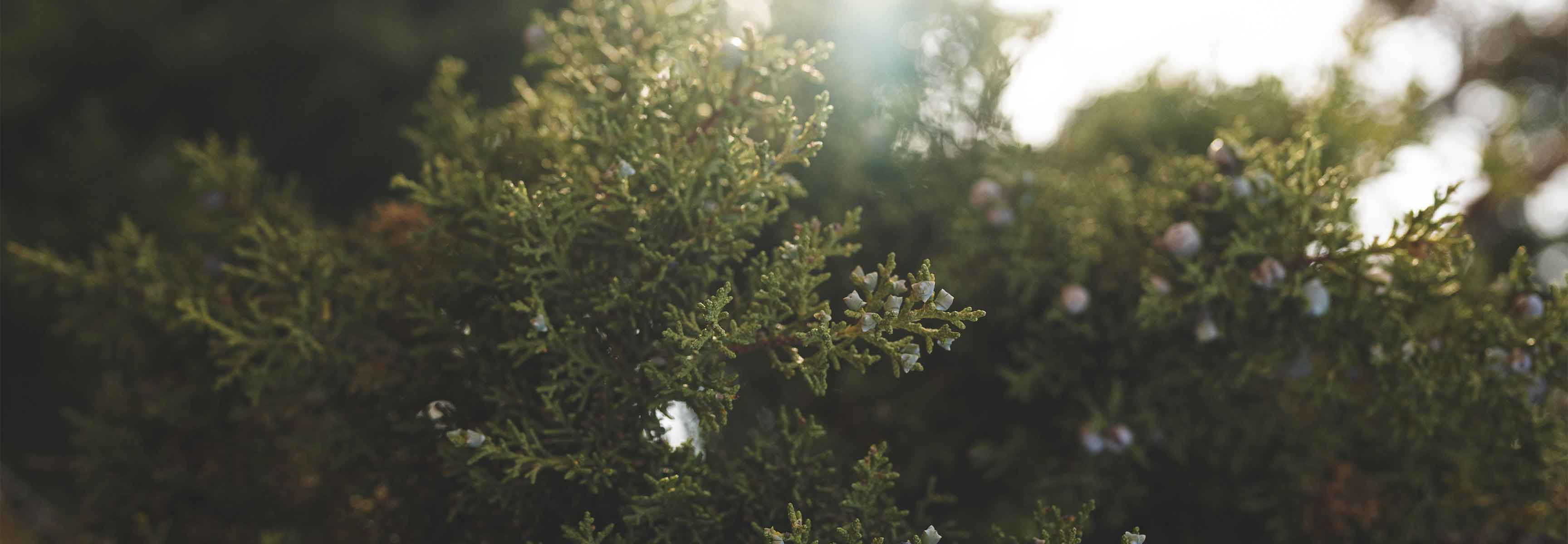 macro photo of juniper tree