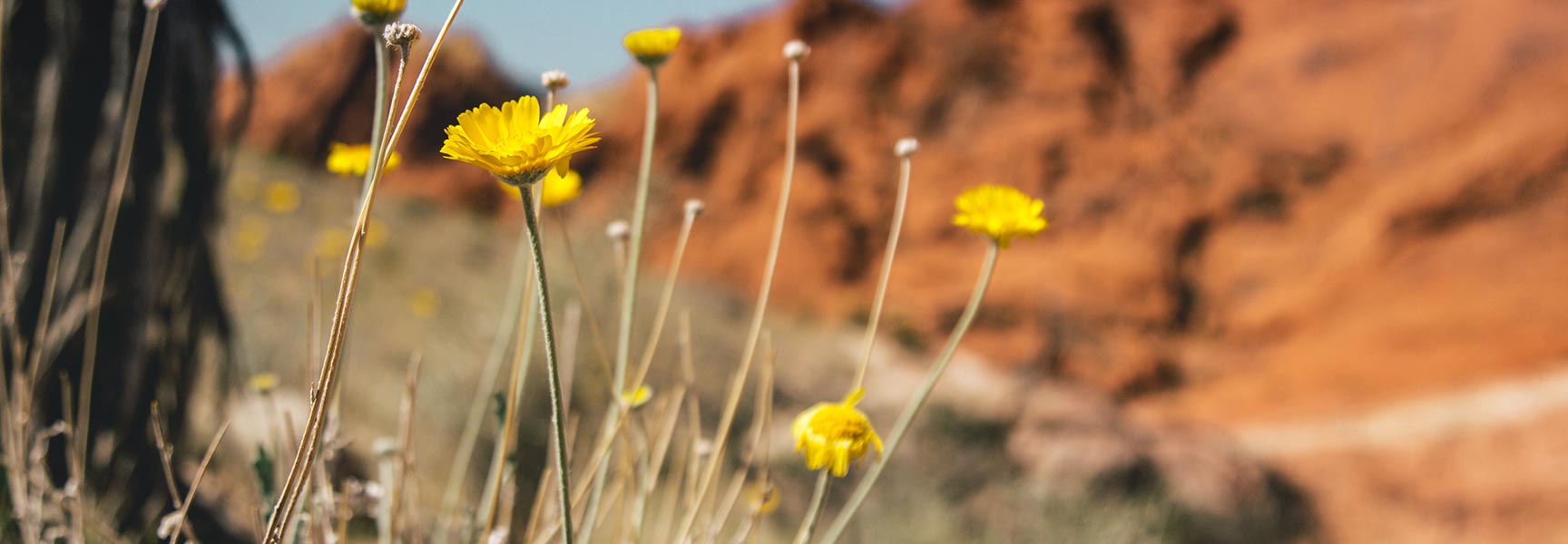 yellow flowers with red rock in the background