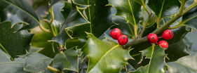 Holly berries on the vine