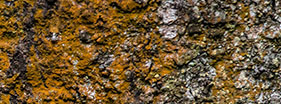 brown lichen on a tree