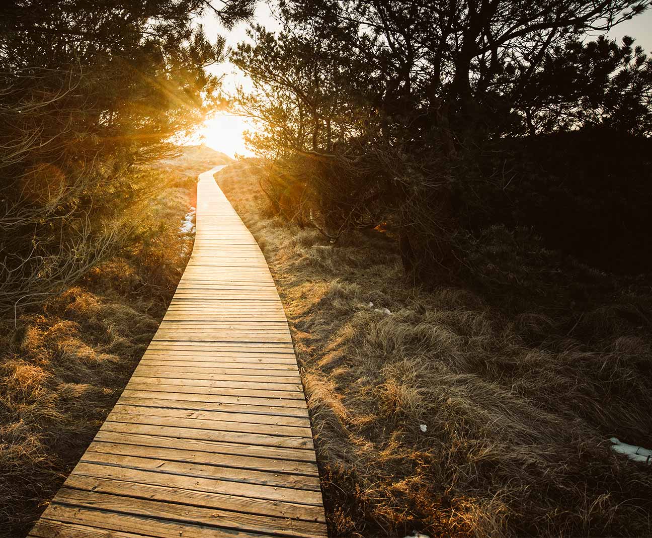 wooden walking path through forest