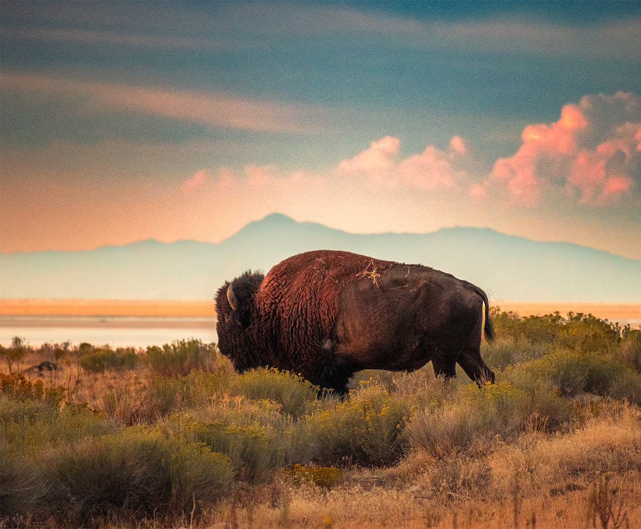 Bison in pasture