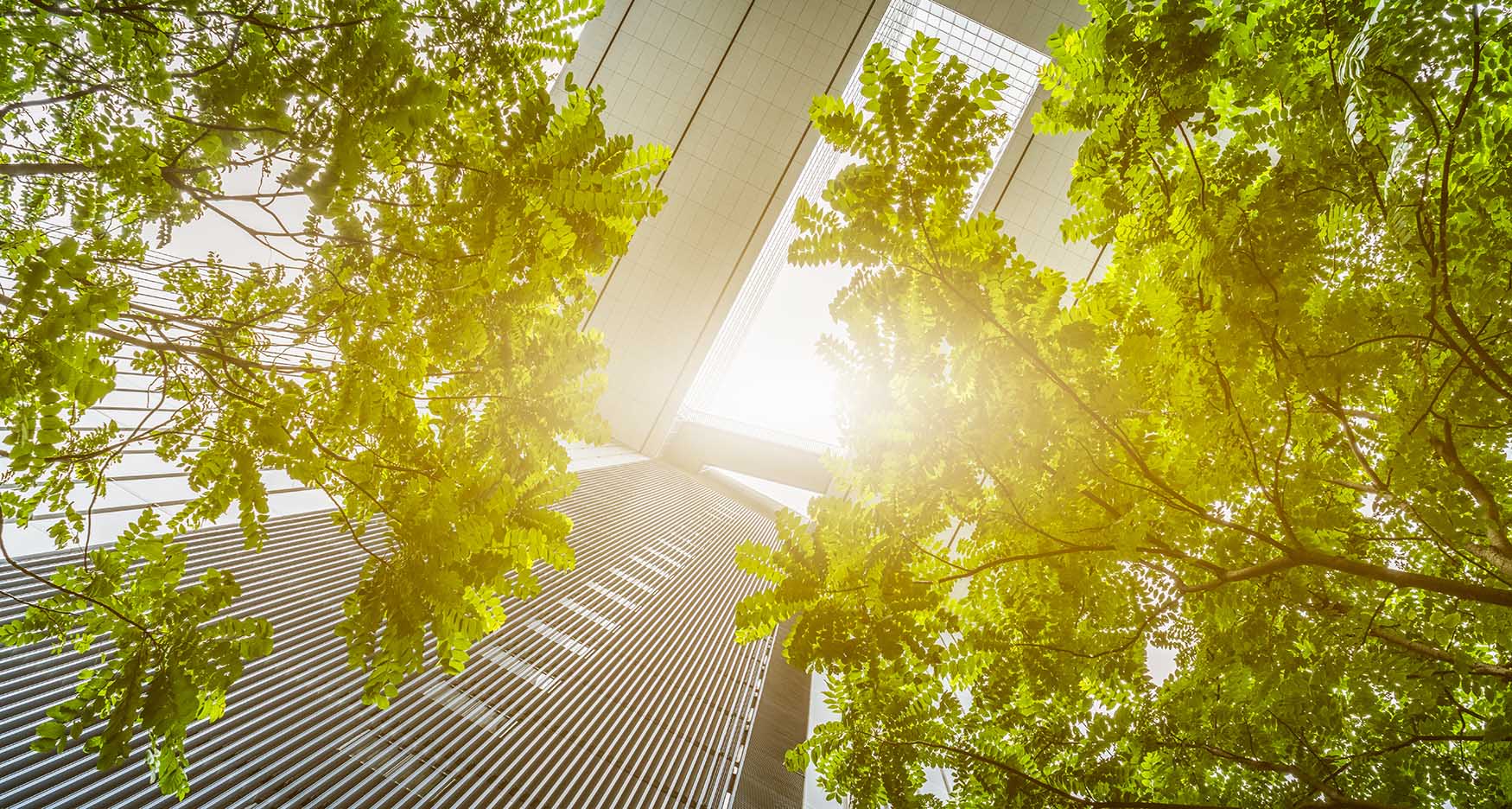 view from underneath of trees and a building