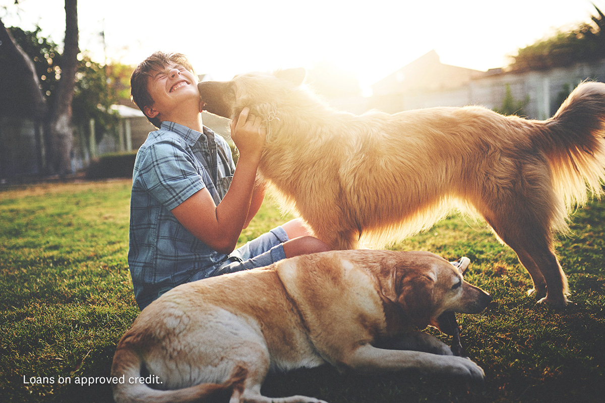 boy playing with two dogs in yard