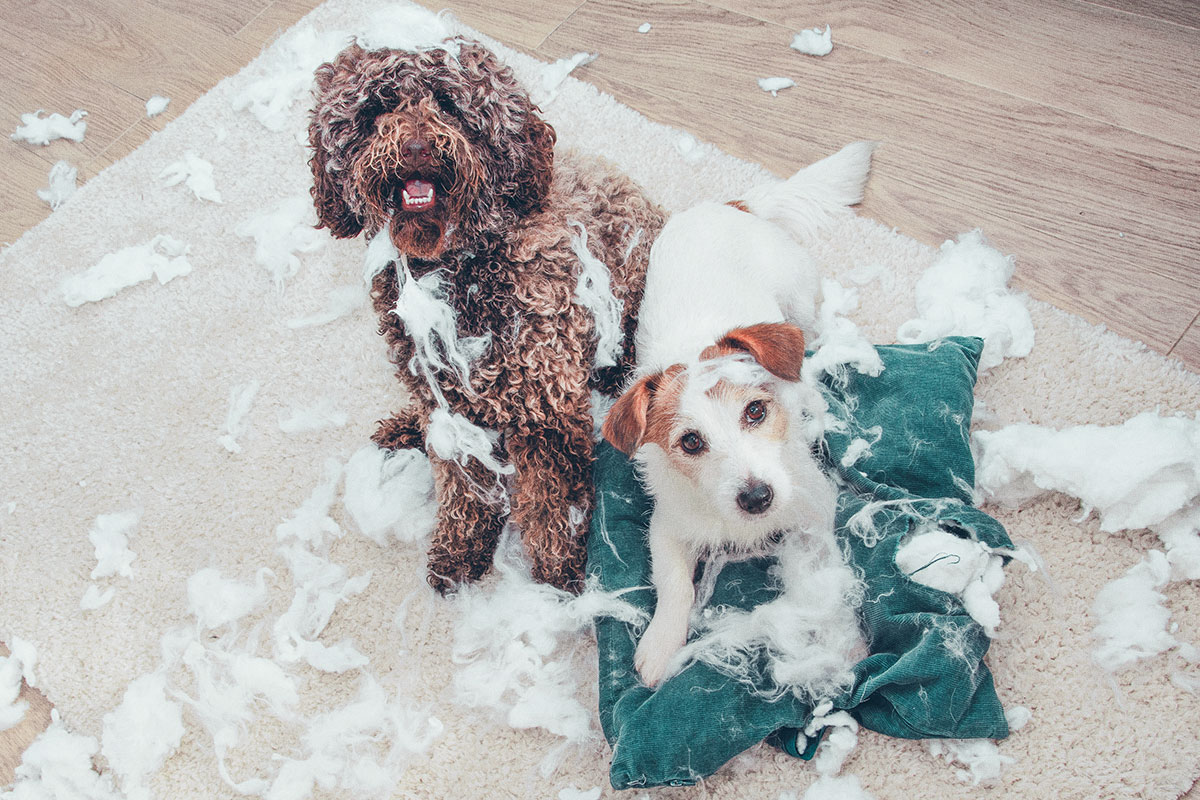 two dogs sitting on a pillow they destroyed