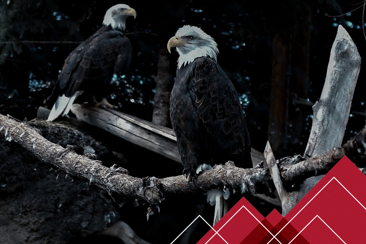 Mountain America Partners with Utah Hogle Zoo for Save the Eagles Day